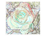 Dew Rose