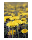 Yellow Dandelions
