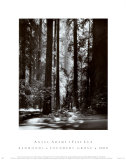 Redwoods  Founders Grove