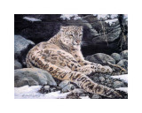 Awake Snow Leopard