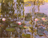 Waterlilies