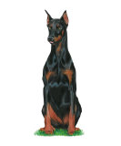Doberman Pinscher