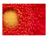 Red Gerber Daisy