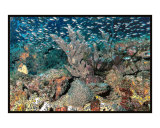 The Reef school