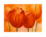 Peach Tulips