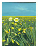 Daffodils