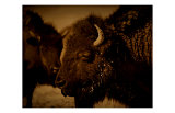 Western Buffalo