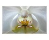 Orchid Intense