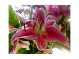 Oriental Lily