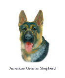 American German Shepherd