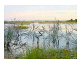 Dead Wood in Water