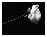 Phalaenopsis Orchid Flower  2 In Black And White