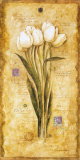 Tulips of my Travels