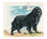 Newfoundland