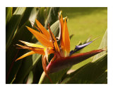 Maui Bird of Paradise
