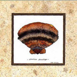 Calico Scallop