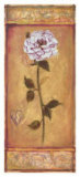 Tea Rose  Madame Alfred
