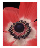 Anemone