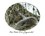 I'm Nuts for Squirrels