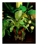 Bromeliad