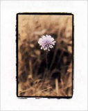 Wildflower I
