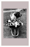 Tich and Pups Getting Around