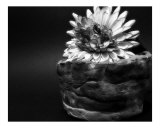 Flower and Clay Pot