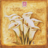 Tulips of my Travels