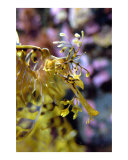 Sea Dragon