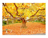 Autumn Foliage & Tree