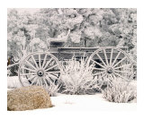 Frosty Morning 6360