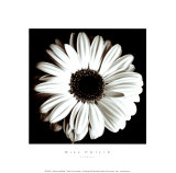 Gerbera