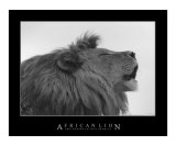 Roaring African Lion