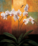 Orchids