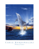 Wonders of Creation - Dolphin Series I
