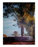 Fountain Views at Niebaum Coppola