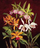 Orchid Trio II