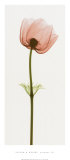 Anemone III