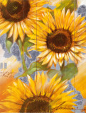 Sun in My Heart
