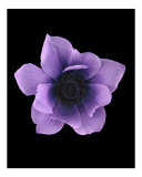 Anemone