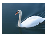 Swan In Rockport 2