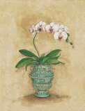 Classic Orchid II