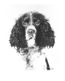 Cocker Spaniel