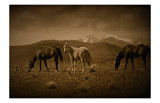 Western Foal