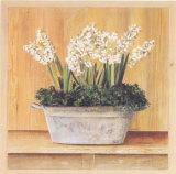 Les Fleurs Blanches  Jacinthes