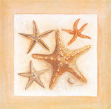 Etoiles de Mer II