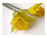 Daffodils