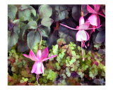 Lavender Fuchsias