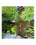 Koi Pond
