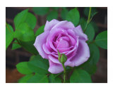 A Purple Rose